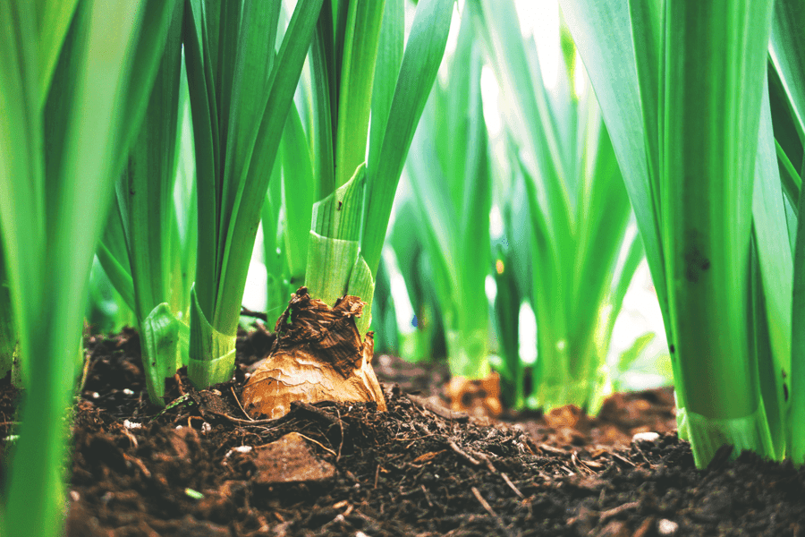 Tulip bulbs.