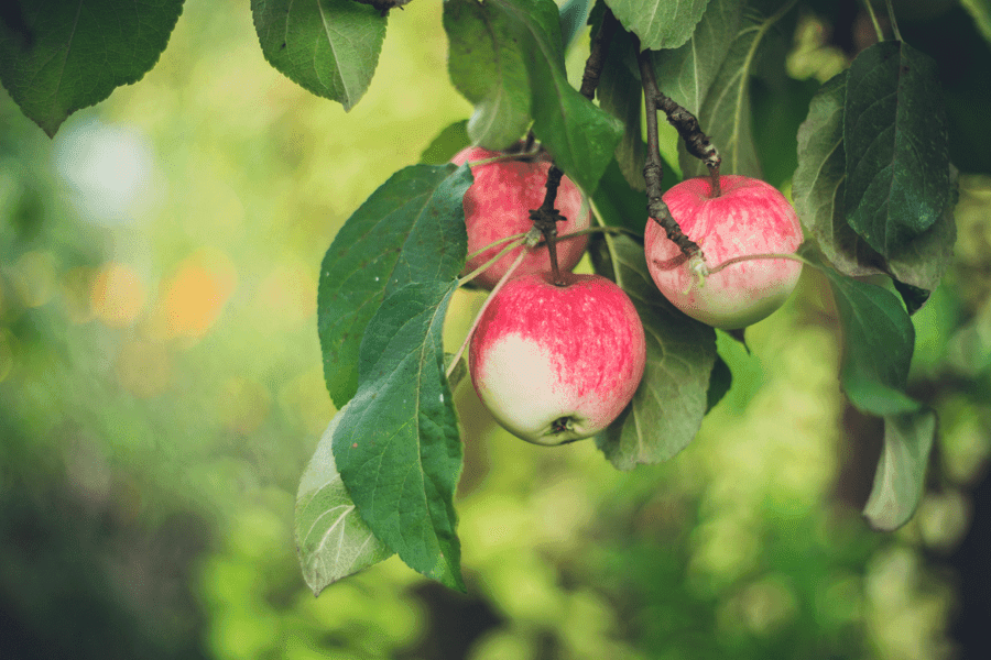 Melocotones en un huerto de frutas.