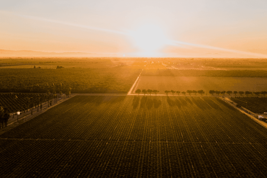 Sun rising over a tobacco field.